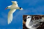 Enlarged Image of 'Phaethon rubricauda'
