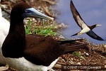 Enlarged Image of 'Sula leucogaster'