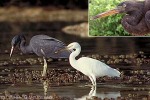 Enlarged Image of 'Egretta sacra'