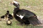 Enlarged Image of 'Cairina moschata'