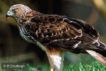Enlarged Image of 'Circus aeruginosus'