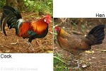 Enlarged Image of 'Gallus gallus'