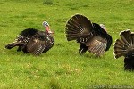 Enlarged Image of 'Meleagris gallopavo'