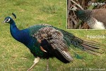 Enlarged Image of 'Pavo cristatus'