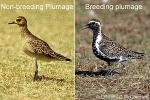 Enlarged Image of 'Pluvialis fulva'