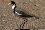 Enlarged Image of 'Vanellus miles'