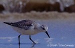 Enlarged Image of 'Calidris alba'