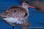 Enlarged Image of 'Limosa lapponica'