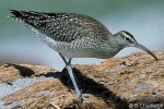 Enlarged Image of 'Numenius phaeopus'