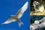Enlarged Image of 'Gygis alba'