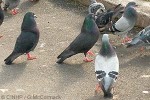 Enlarged Image of 'Columba livia'