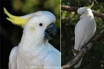 Enlarged Image of 'Cacatua galerita'
