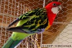 Enlarged Image of 'Platycercus eximius'