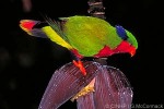 Enlarged Image of 'Vini kuhlii'