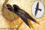 Enlarged Image of 'Aerodramus sawtelli'