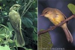 Enlarged Image of 'Acrocephalus kerearako'