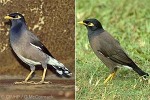 Enlarged Image of 'Acridotheres tristis'