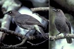 Enlarged Image of 'Aplonis cinerascens'
