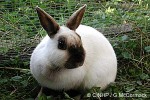 Enlarged Image of 'Oryctolagus cuniculus'