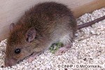 Enlarged Image of 'Rattus exulans'