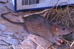 Enlarged Image of 'Rattus norvegicus'