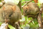 Enlarged Image of 'Rattus rattus'