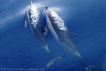 Enlarged Image of 'Delphinus delphis'