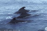 Enlarged Image of 'Globicephala macrorhynchus'