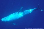 Enlarged Image of 'Grampus griseus'