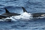 Enlarged Image of 'Orcinus orca'