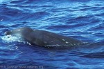 Enlarged Image of 'Ziphius cavirostris'