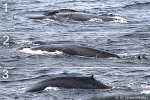 Enlarged Image of 'Balaenoptera musculus'