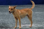 Enlarged Image of 'Canis familiaris'