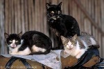 Enlarged Image of 'Felix catus'