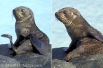 Enlarged Image of 'Arctocephalus forsteri'