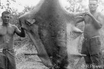 Enlarged Image of 'Hydrurga leptonyx'