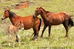 Enlarged Image of 'Equus caballus'