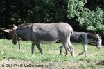 Enlarged Image of 'Equus asinus'