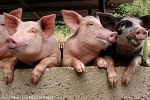 Enlarged Image of 'Sus scrofa hybrids'