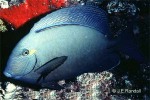 Enlarged Image of 'Acanthurus blochii'