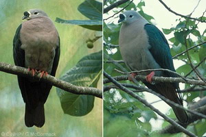 The Pacific Pigeon (Rupe)