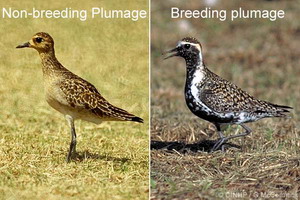 Pacific Golden Plover, Pluvialis fulva