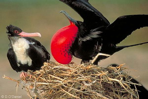 Donna O'Daniel (Great Frigatebird courtship)