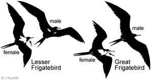 Judith Kunzle (Species and gender differences)