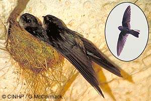 Atiu Swiftlet (Aerodramus sawtelli)