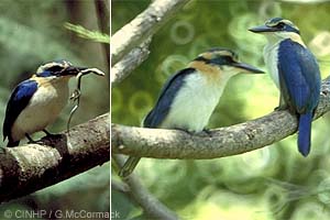 Mangaia Kingfisher (Todirhamphus ruficollaris)