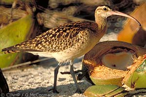 Bristle-thighed Curlew