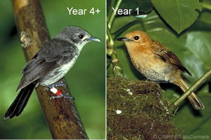 Rarotonga Flycatcher