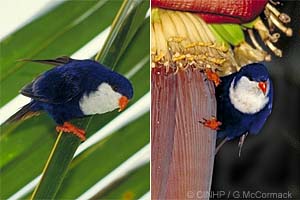 Blue Lorikeet (Vini peruviana)