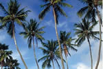 Seven Palms from One Coconut?